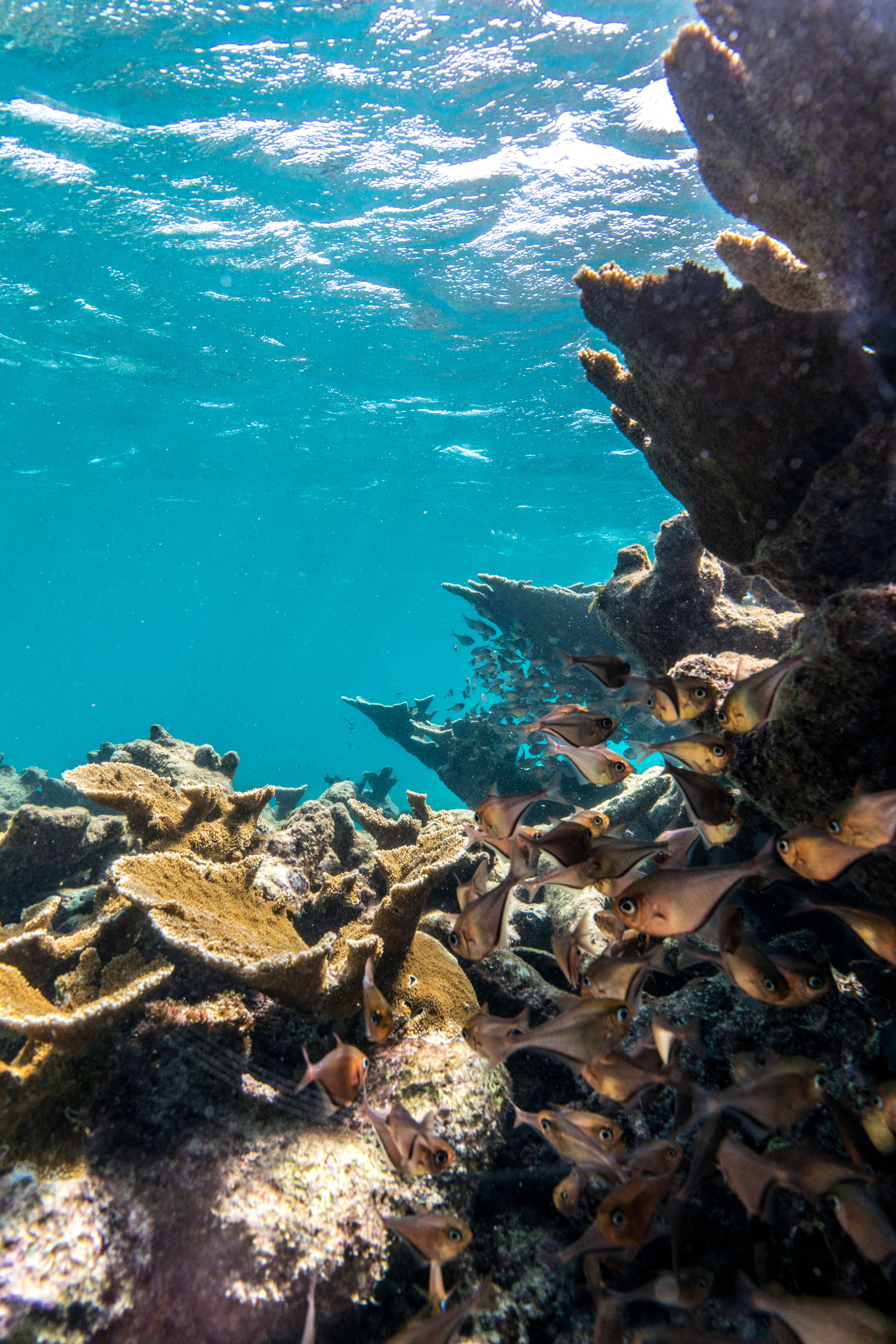 Fish swimming through an Aruba coral reef.